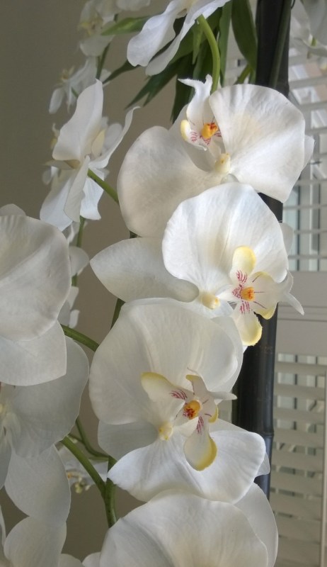 orchids 1